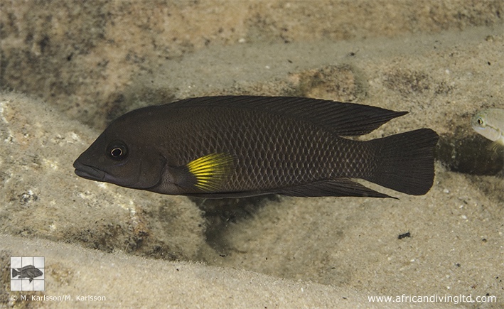 Neolamprologus modestus 'Kambwimba'